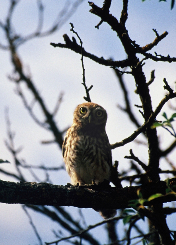 Kukumav » Little Owl » Athene noctua