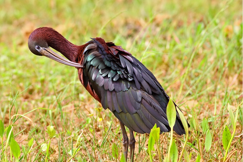 Çeltikçi » Glossy Ibis » Plegadis falcinellus