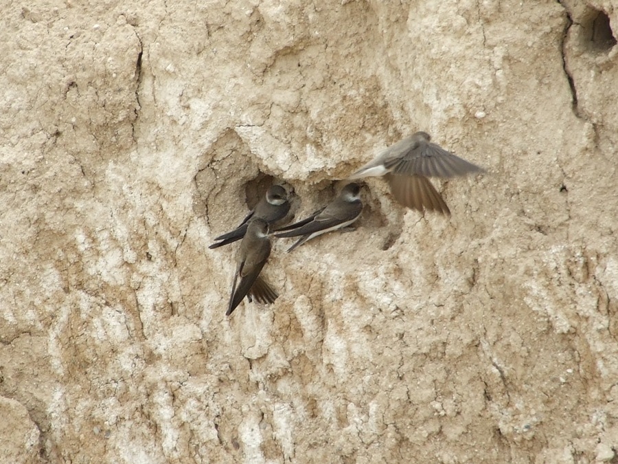 Kum kırlangıcı » Sand Martin » Riparia riparia