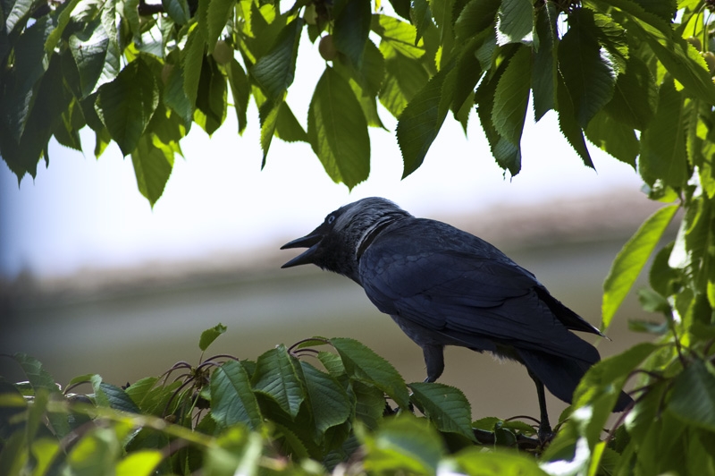 Küçük karga » Western Jackdaw » Coloeus monedula