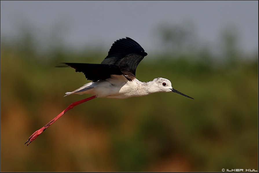 Uzunbacak