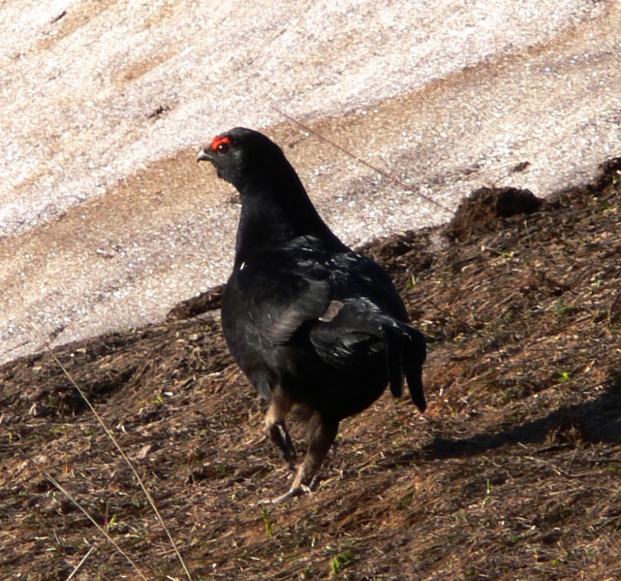 Dağhorozu » Caucasian Grouse » Lyrurus mlokosiewiczi