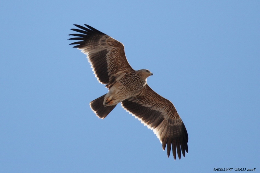 Şah kartal » Eastern Imperial Eagle » Aquila heliaca
