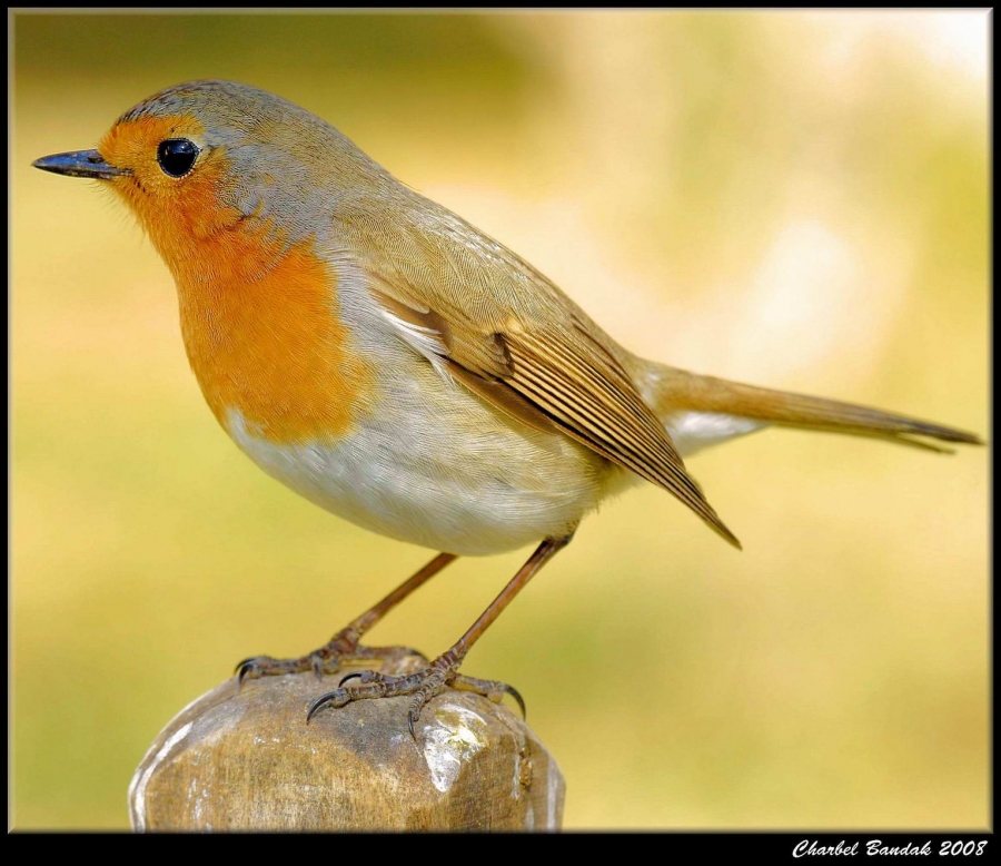 Kızılgerdan » European Robin » Erithacus rubecula