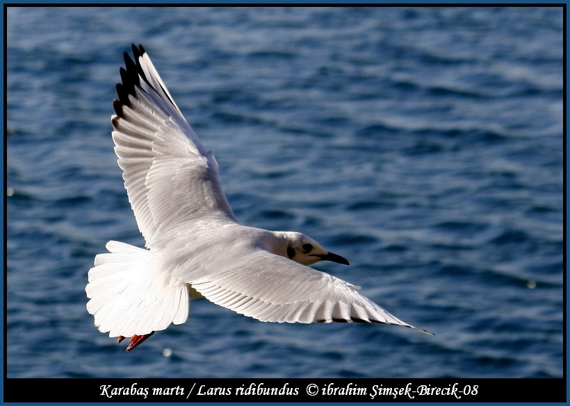 Karabaş martı » Black-headed Gull » Chroicocephalus ridibundus