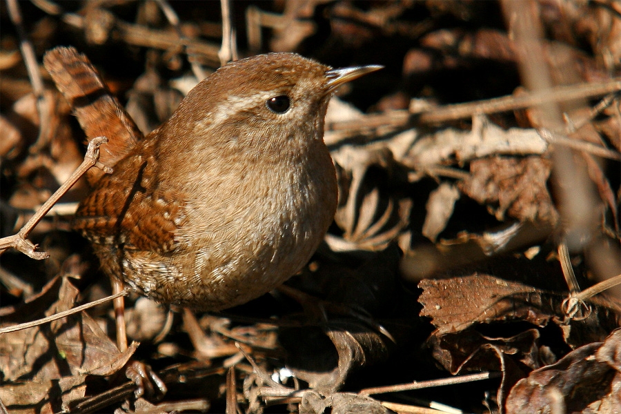 Çitkuşu » Eurasian Wren » Troglodytes troglodytes