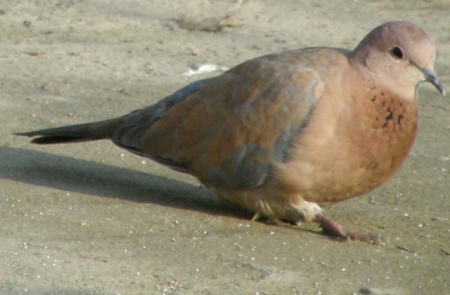 Küçük kumru » Laughing Dove » Spilopelia senegalensis