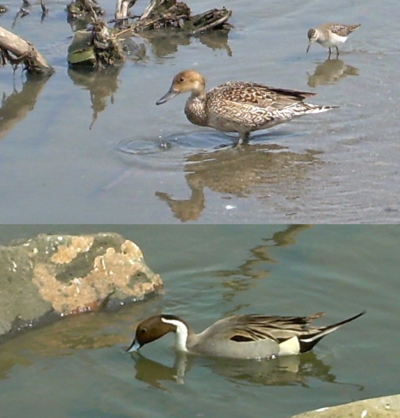Kılkuyruk » Northern Pintail » Anas acuta