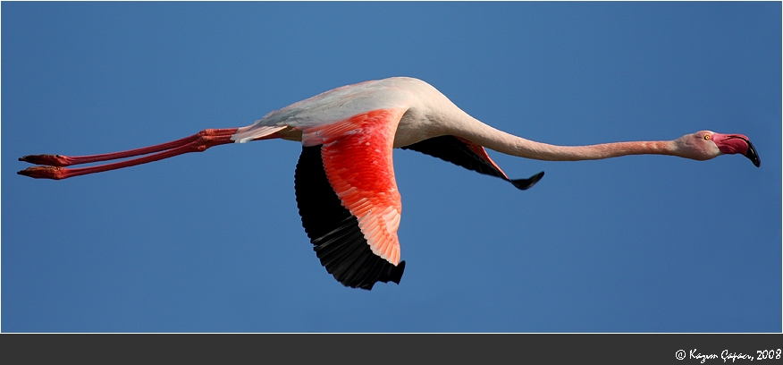 Flamingo » Greater Flamingo » Phoenicopterus roseus