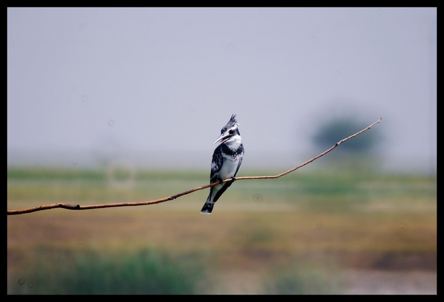 Alaca yalıçapkını » Pied Kingfisher » Ceryle rudis