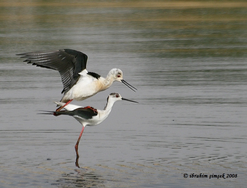 Uzunbacak » Black-winged Stilt » Himantopus himantopus