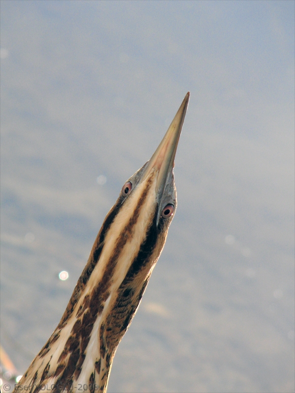 Balaban » Eurasian Bittern » Botaurus stellaris