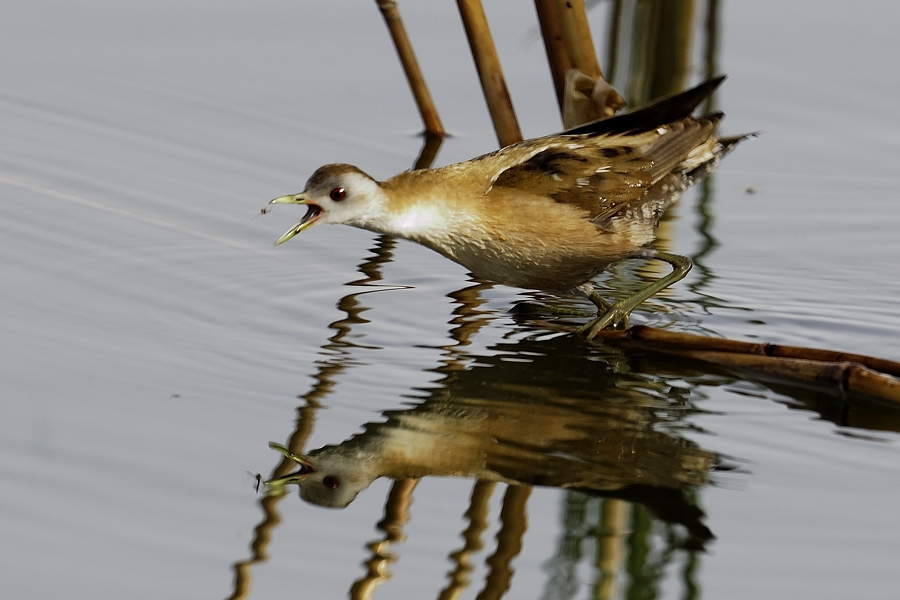 Bataklık suyelvesi » Little Crake » Porzana parva