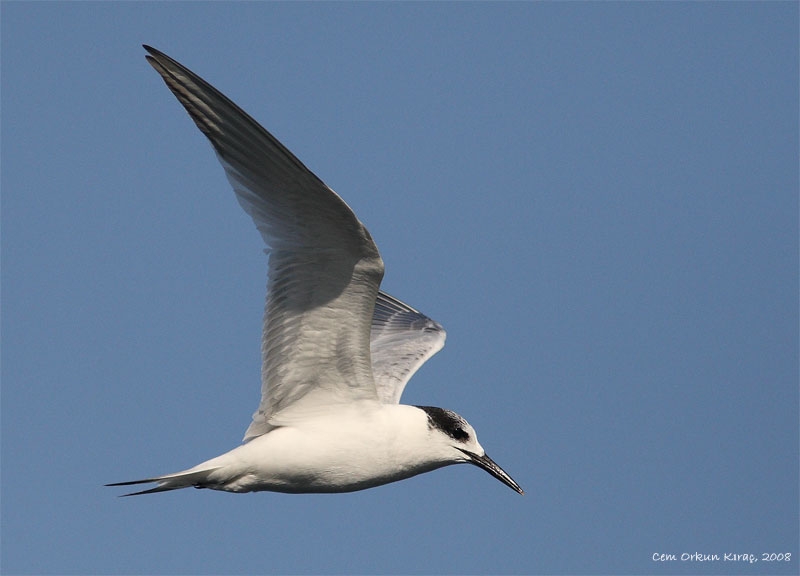 Karagagalı sumru » Sandwich Tern » Thalasseus sandvicensis