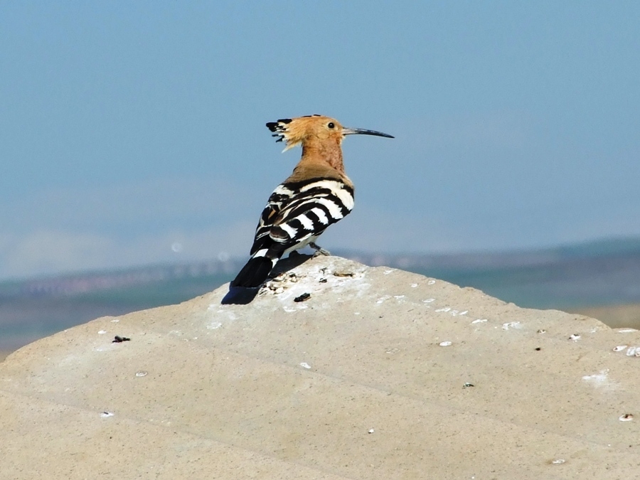 İbibik » Eurasian Hoopoe » Upupa epops