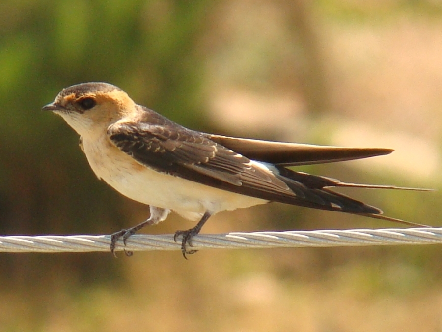 Kızıl kırlangıç » Red-rumped Swallow » Cecropis rufula