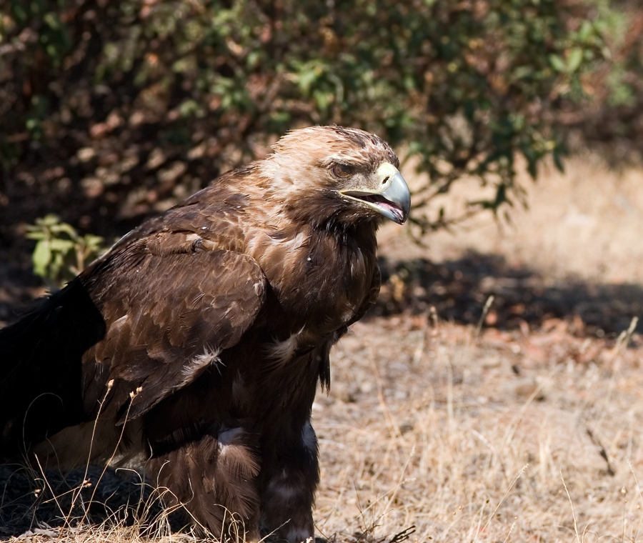Şah kartal » Eastern Imperial Eagle » Aquila heliaca