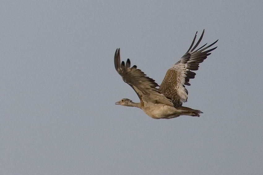 Toy » Great Bustard » Otis tarda