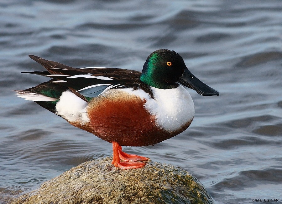 Kaşıkgaga » Northern Shoveler » Spatula clypeata