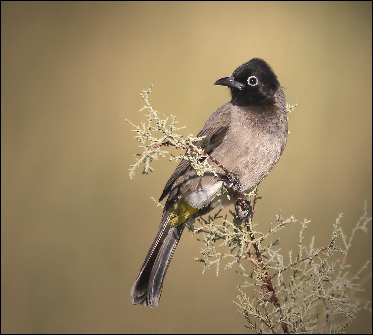 Arapbülbülü » White-spectacled Bulbul » Pycnonotus xanthopygos