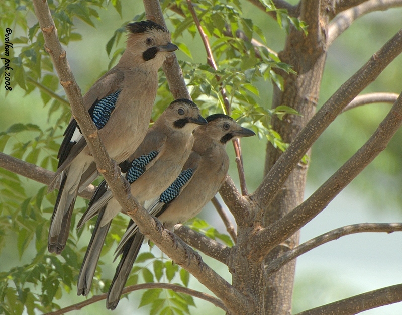 Alakarga » Eurasian Jay » Garrulus glandarius