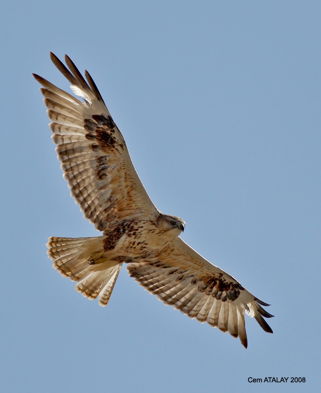 Kızıl şahin » Long-legged Buzzard » Buteo rufinus