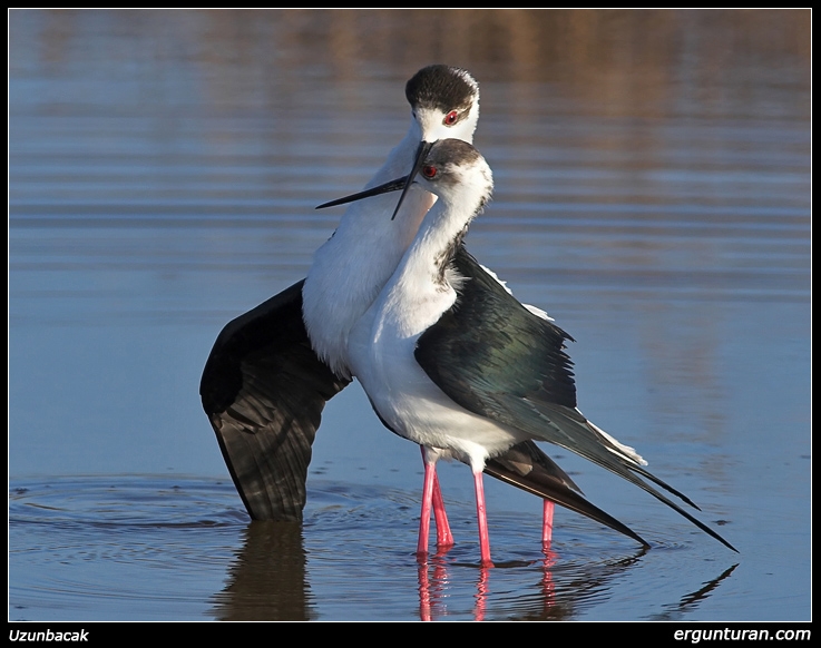 Uzunbacak » Black-winged Stilt » Himantopus himantopus