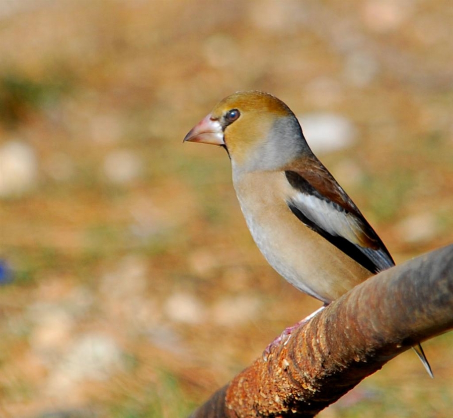 Kocabaş » Hawfinch » Coccothraustes coccothraustes