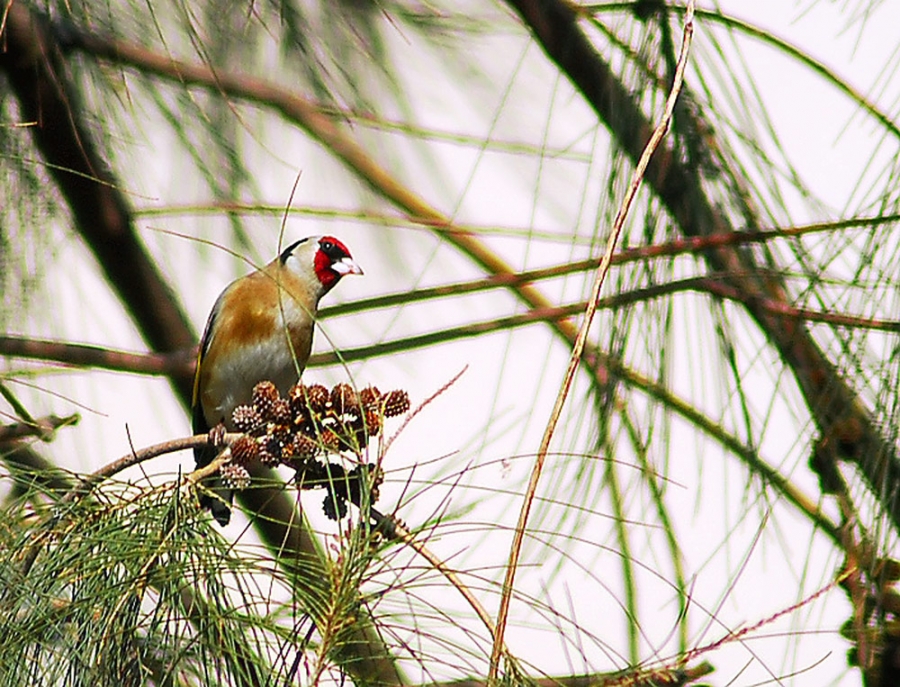 Saka » European Goldfinch » Carduelis carduelis