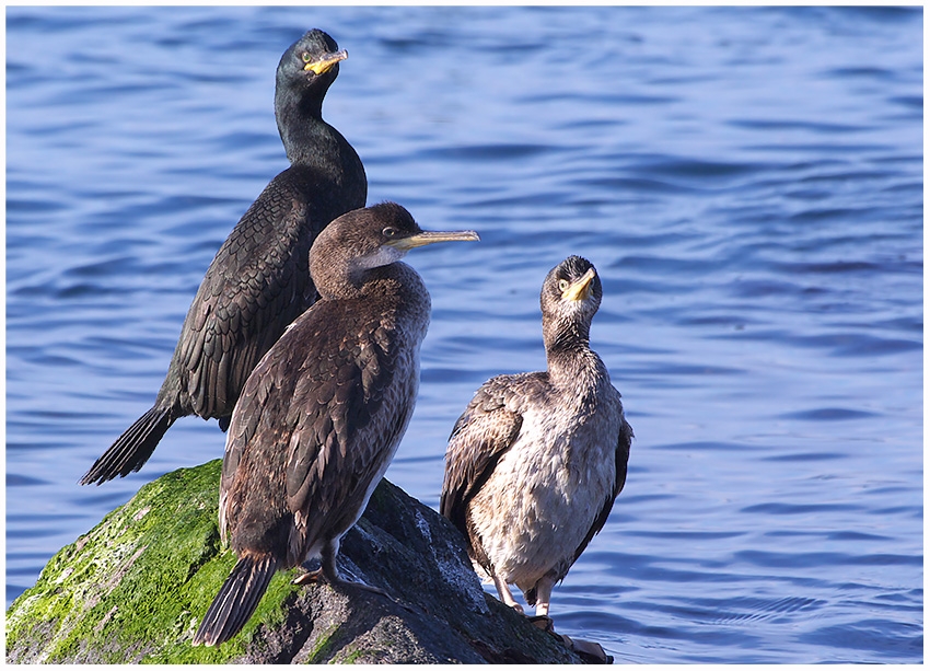 Tepeli karabatak » European Shag » Gulosus aristotelis