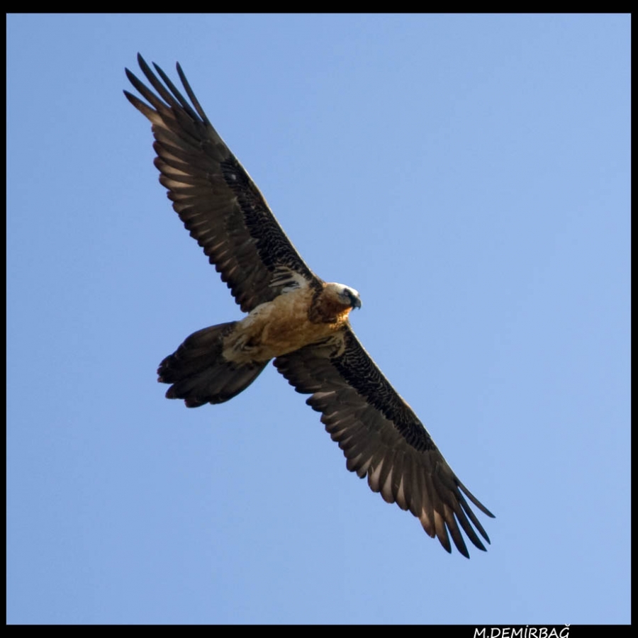 Sakallı akbaba » Bearded Vulture » Gypaetus barbatus