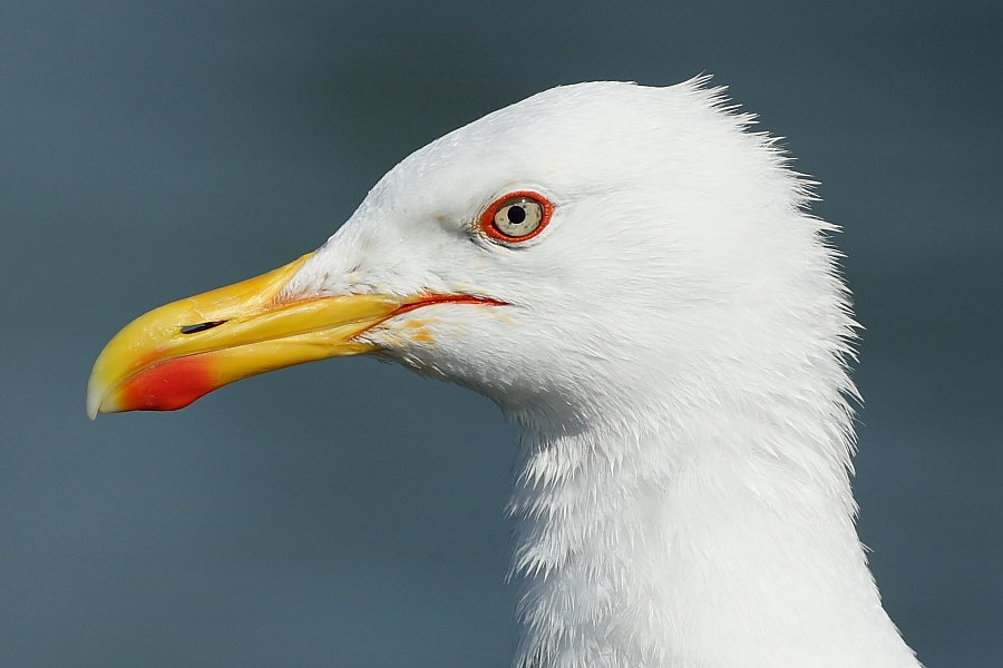 Gümüş martı » Yellow-legged Gull » Larus michahellis