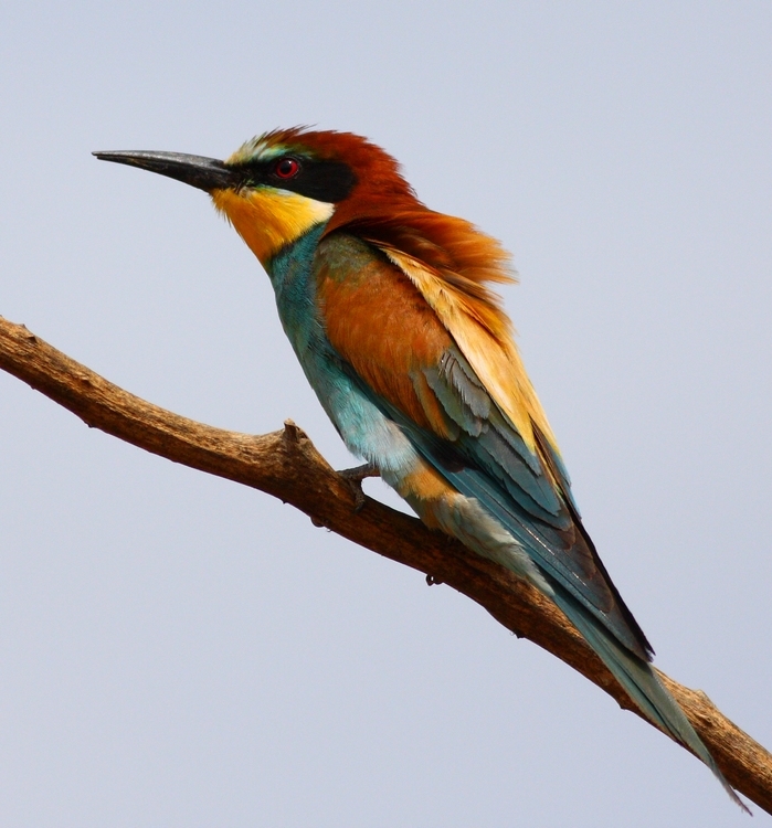 Arıkuşu » European Bee-eater » Merops apiaster
