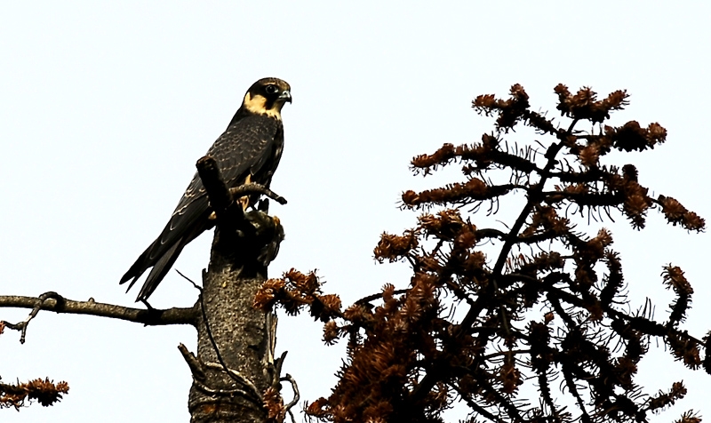 Delice doğan » Eurasian Hobby » Falco subbuteo