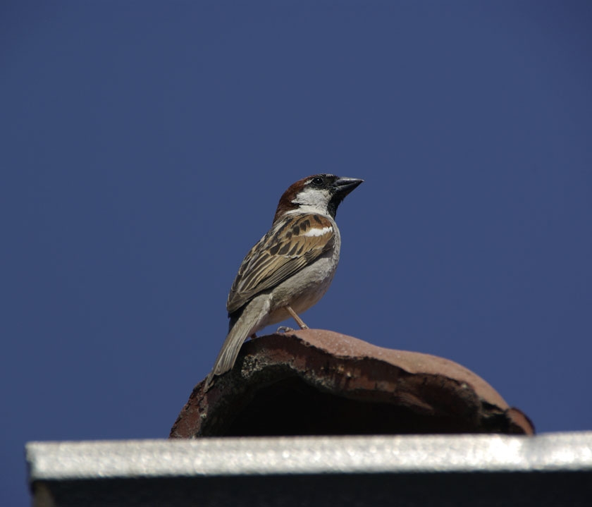 Serçe » House Sparrow » Passer domesticus