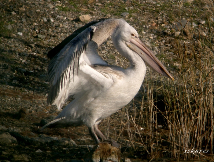 Tepeli Pelikan » Dalmatian Pelican » Pelecanus crispus