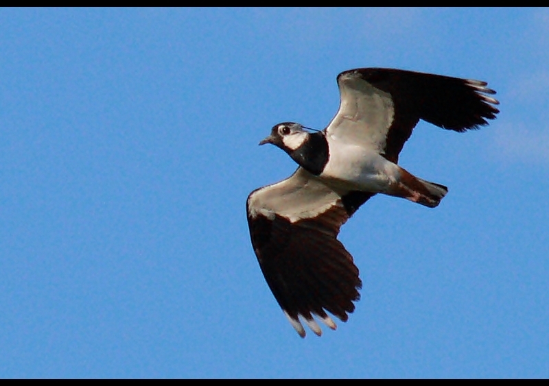 Kızkuşu » Northern Lapwing » Vanellus vanellus
