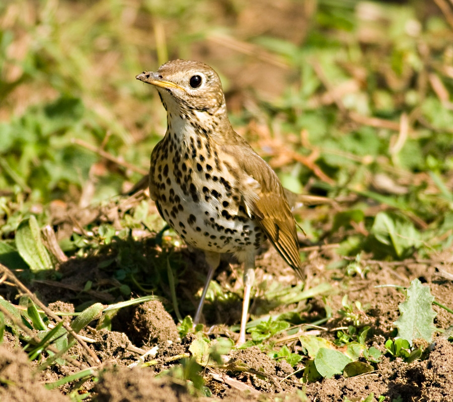 Öter ardıç » Song Thrush » Turdus philomelos