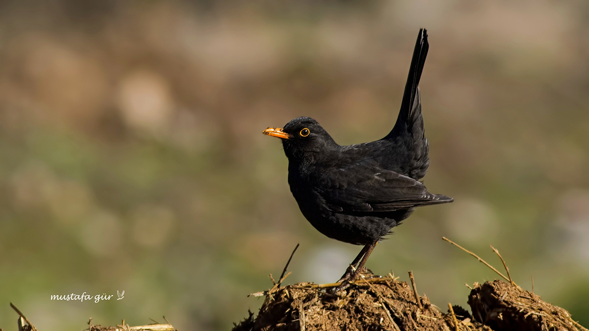 Karatavuk » Common Blackbird » Turdus merula