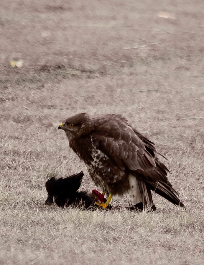 Şahin » Common Buzzard » Buteo buteo