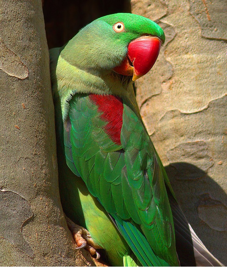 İskender papağanı » Alexandrine Parakeet » Psittacula eupatria