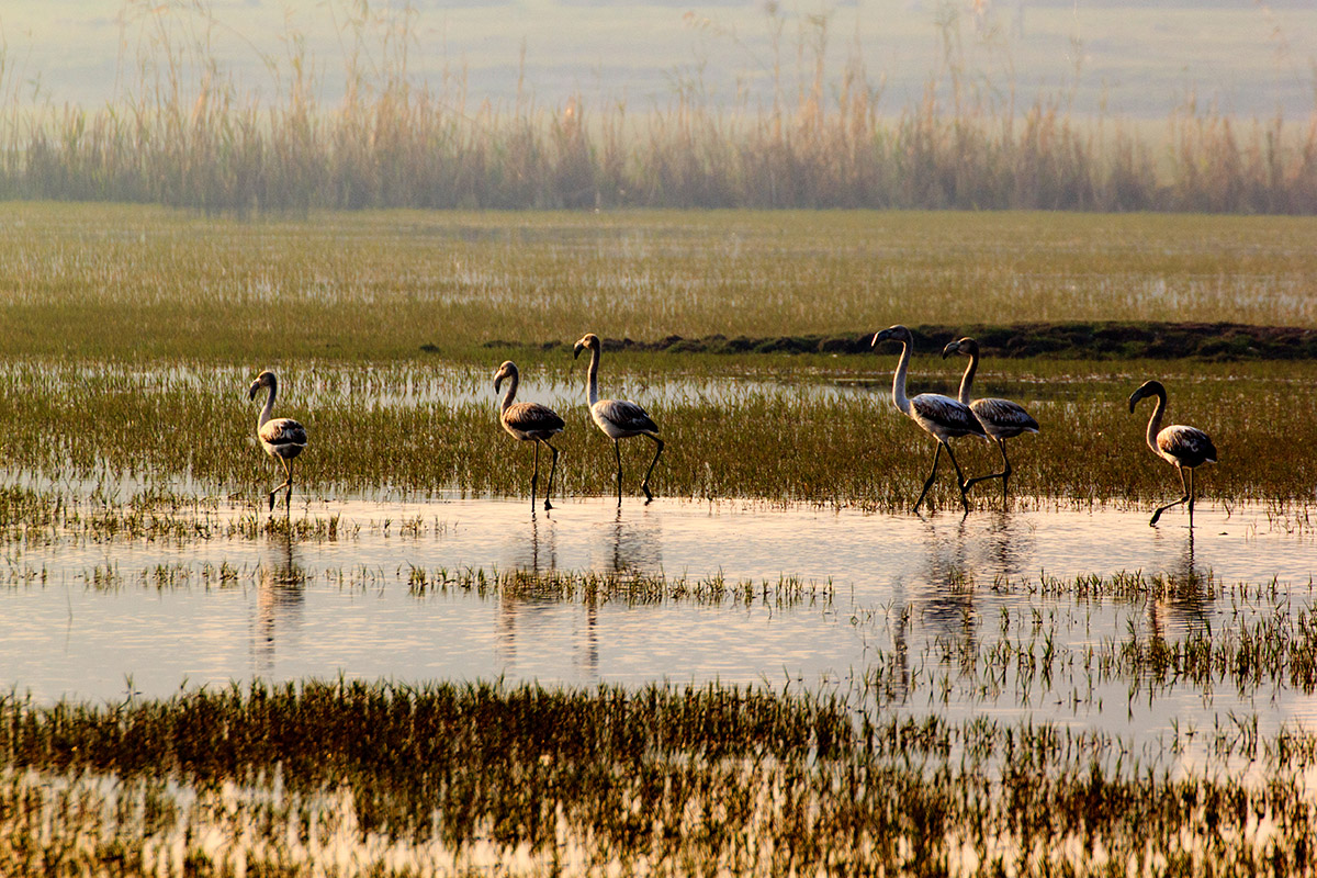 Flamingo » Greater Flamingo » Phoenicopterus roseus