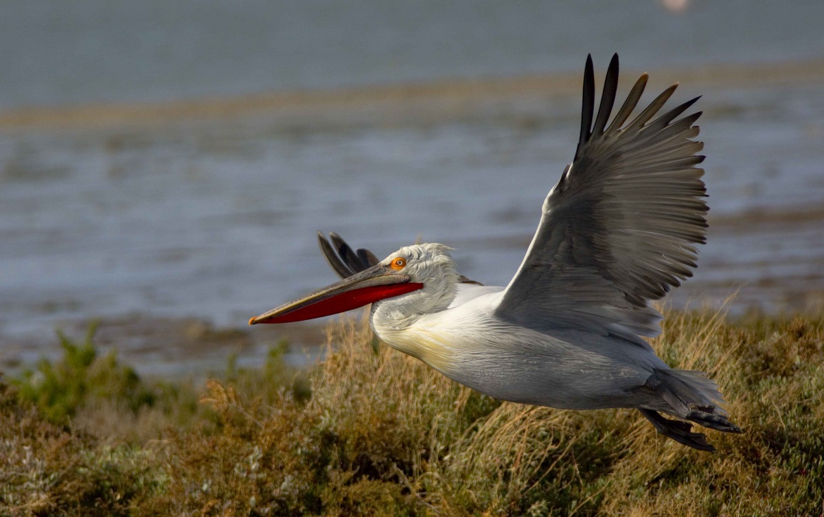 Tepeli pelikan » Dalmatian Pelican » Pelecanus crispus