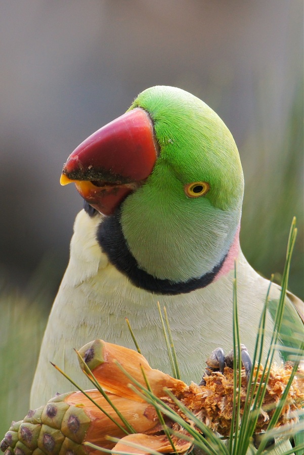 İskender papağanı » Alexandrine Parakeet » Psittacula eupatria