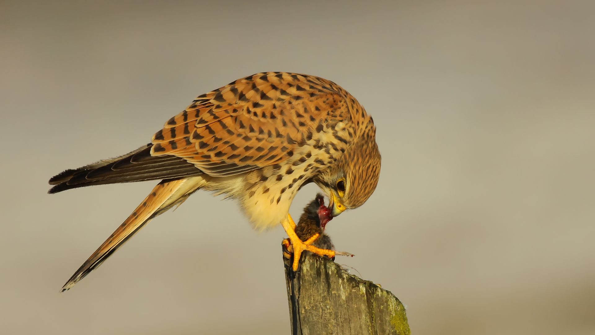 Kerkenez » Common Kestrel » Falco tinnunculus