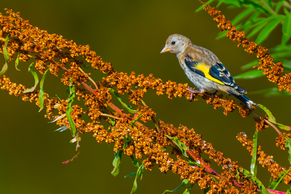 Saka » European Goldfinch » Carduelis carduelis