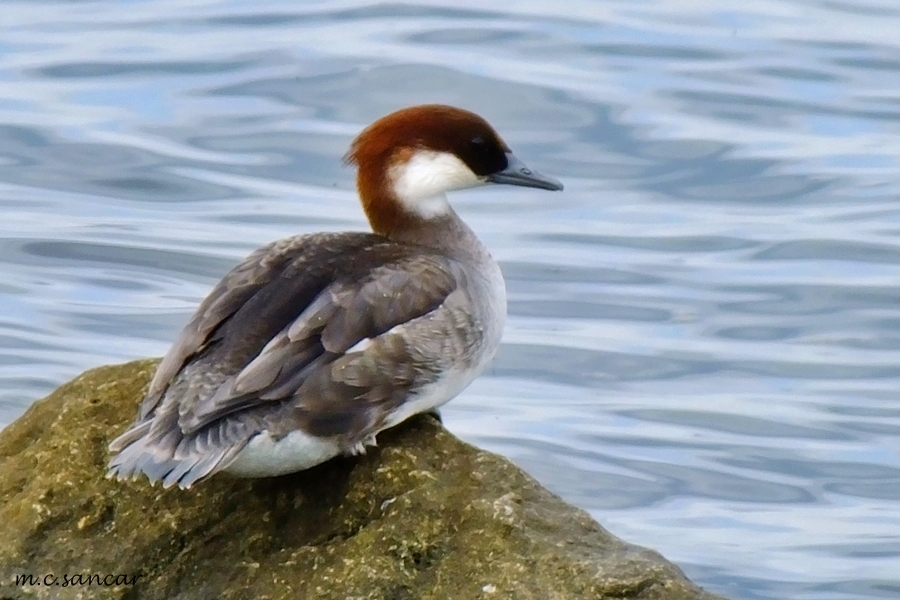 Sütlabi » Smew » Mergellus albellus