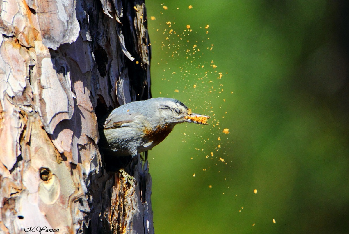 Anadolu sıvacısı » Krüper`s Nuthatch » Sitta krueperi