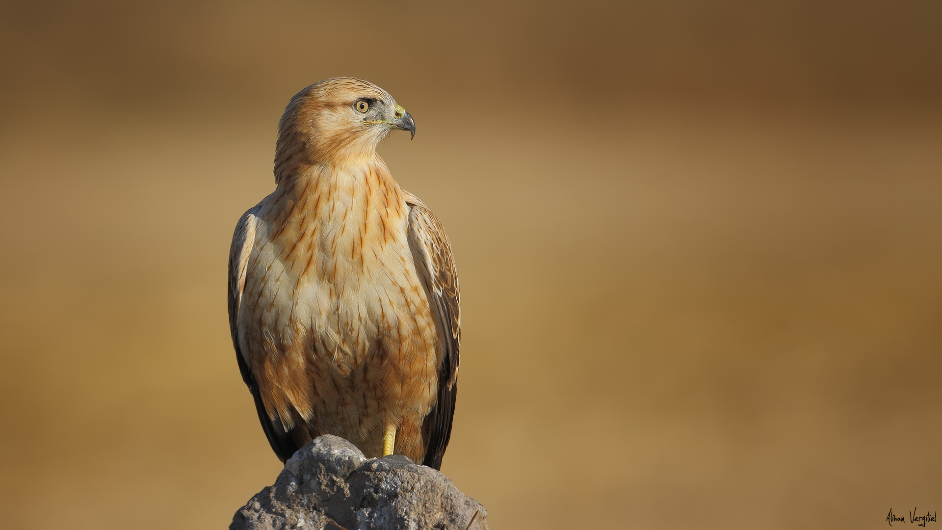 Kızıl şahin » Long-legged Buzzard » Buteo rufinus
