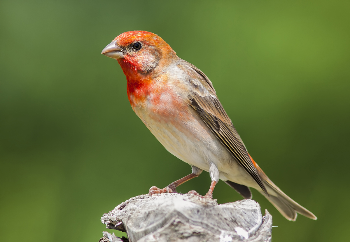 Çütre » Common Rosefinch » Carpodacus erythrinus
